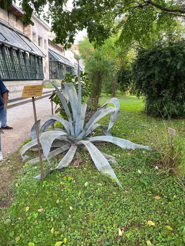 8 marzo 2026 - Visita guidata all'Orto Botanico I° TURNO: POSTI ESAURITI